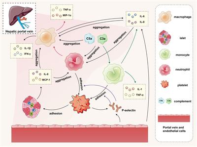 Advancements in innate immune regulation strategies in islet transplantation